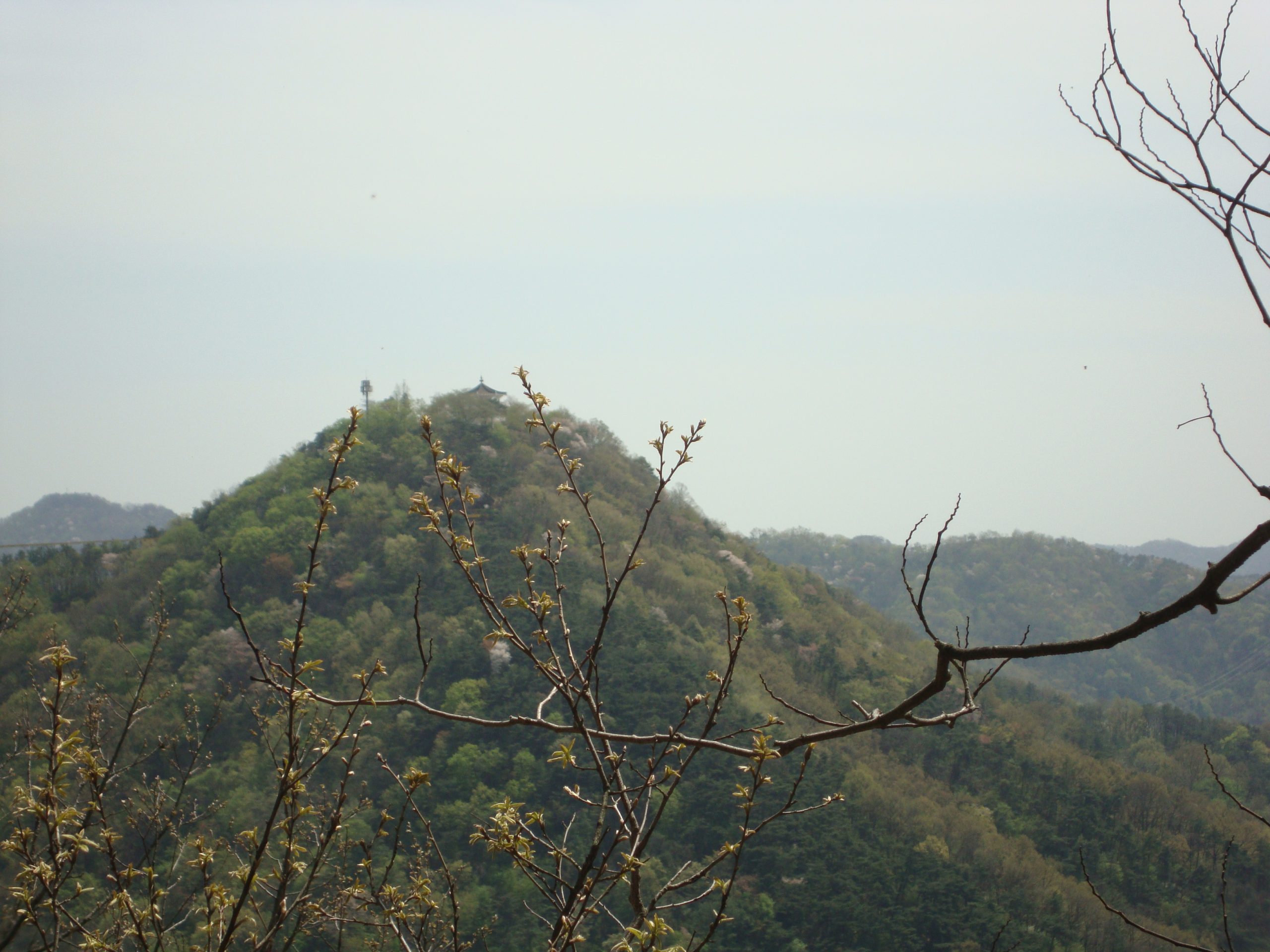 Dense bamboo grove